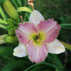 
Date: 2009-06-27
Photo courtesy of Paul Aucoin of Shantih Daylily Gardens.