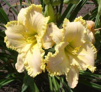 Photo of Daylily (Hemerocallis 'Wedding in the Snow') uploaded by Calif_Sue