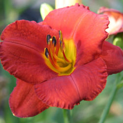 
Date: 2005-06-15
Photo courtesy of Paul Aucoin of Shantih Daylily Gardens.