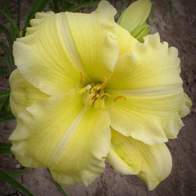 Photo of Daylily (Hemerocallis 'Standing by the Light') uploaded by Calif_Sue