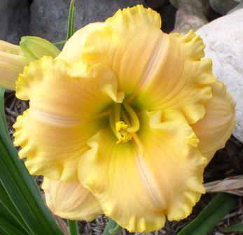 Photo of Daylily (Hemerocallis 'Quiet Earth') uploaded by Calif_Sue