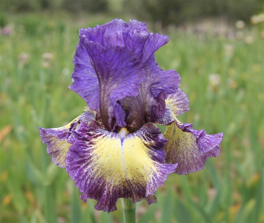 Photo of Tall Bearded Iris (Iris 'Foolish Dreamer') uploaded by KentPfeiffer