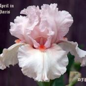 Iris (Iris \"April in Paris\")