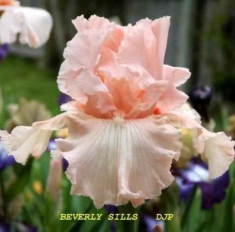 Photo of Tall Bearded Iris (Iris 'Beverly Sills') uploaded by Ladylovingdove