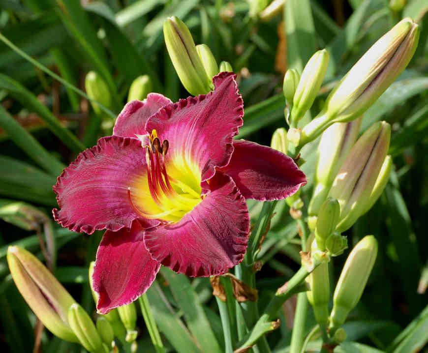 Photo of Daylily (Hemerocallis 'Thieving Magpie') uploaded by mbouman
