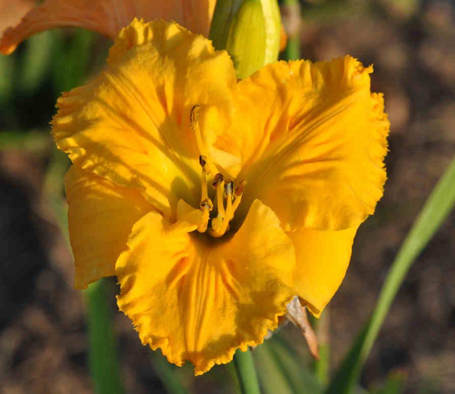 Photo of Daylily (Hemerocallis 'Song of the Empire') uploaded by mbouman