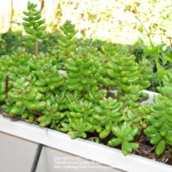 Location: At our garden - Central Valley area, CA
Date: 2011-10-18
Jelly Bean succulents
