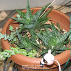 Location: At our garden - Central Valley area, CA
Date: 2011-09-30
Aloe harlana - Mosaic Aloe