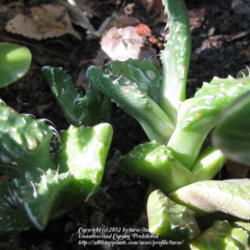 Location: At our garden - Central Valley area, CA
Date: 2011-10-27
Faucaria tuberculosa