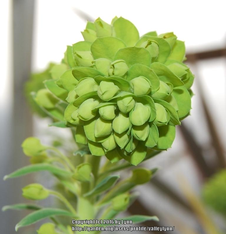 Photo of Euphorbia (Euphorbia characias subsp. wulfenii) uploaded by valleylynn