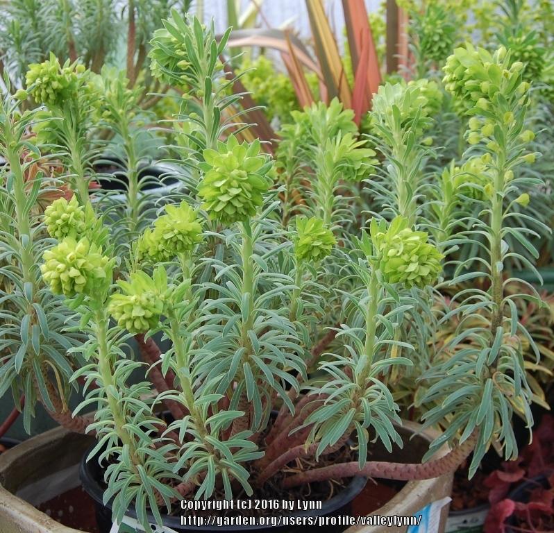 Photo of Euphorbia (Euphorbia characias subsp. wulfenii) uploaded by valleylynn