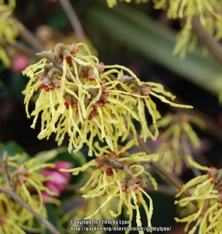 Photo of Witch Hazel (Hamamelis 'Arnold Promise') uploaded by valleylynn