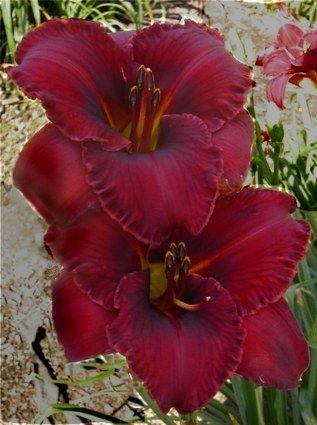Photo of Daylily (Hemerocallis 'Westbourne Cream of the Crop') uploaded by vic
