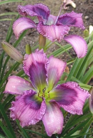 Photo of Daylily (Hemerocallis 'Westbourne Crying for Teresa') uploaded by vic