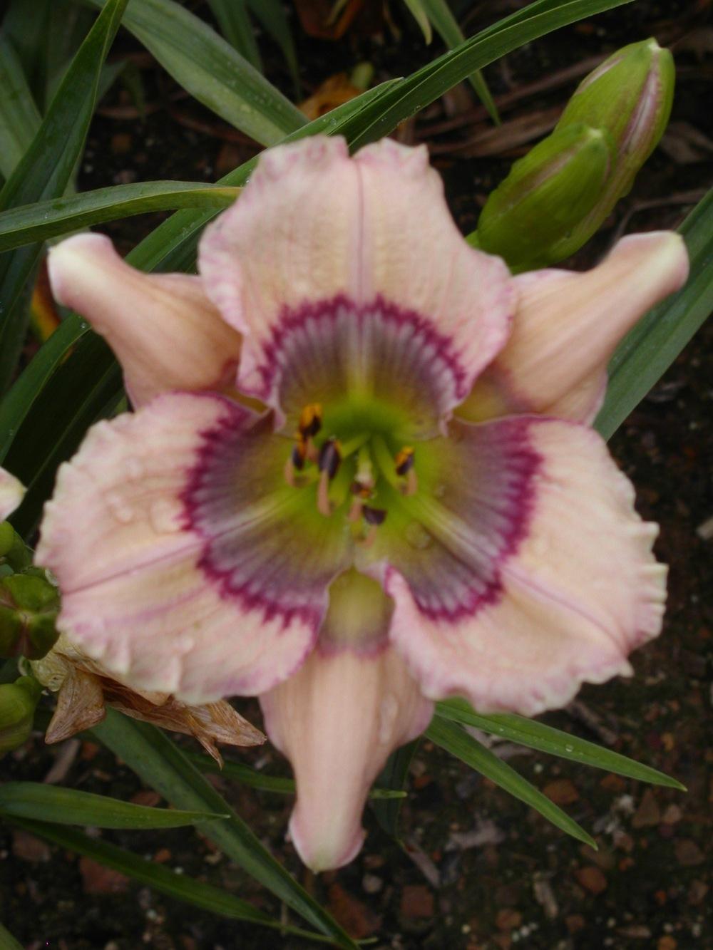 Photo of Daylily (Hemerocallis 'Westbourne Missing Sweet Pea Baby') uploaded by vic