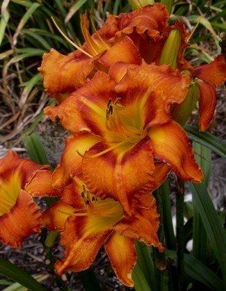 Photo of Daylily (Hemerocallis 'Westbourne Oranges for Christmas') uploaded by vic