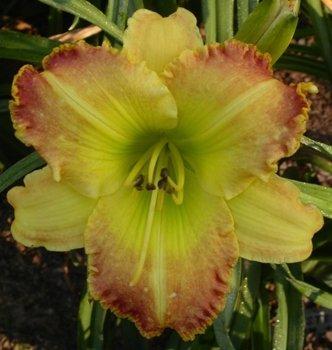 Photo of Daylily (Hemerocallis 'Westbourne Ham and Eggs') uploaded by vic