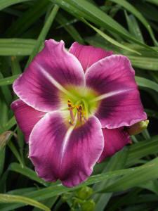 Photo of Daylily (Hemerocallis 'Westbourne on the Wings of a Dove') uploaded by vic