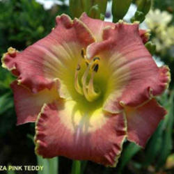 
Photo Courtesy of Yost Family Daylily Garden Used with Permission