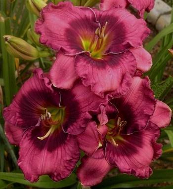 Photo of Daylily (Hemerocallis 'Westbourne a Fox in Every Hen House') uploaded by vic