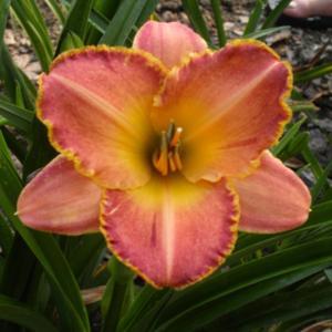 Photo Courtesy of Westbourne Daylilies Used with Permission