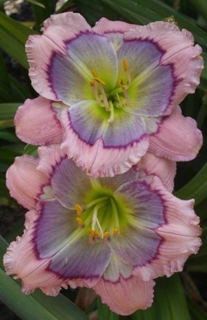 Photo of Daylily (Hemerocallis 'Westbourne Hummingbird's Delight') uploaded by vic