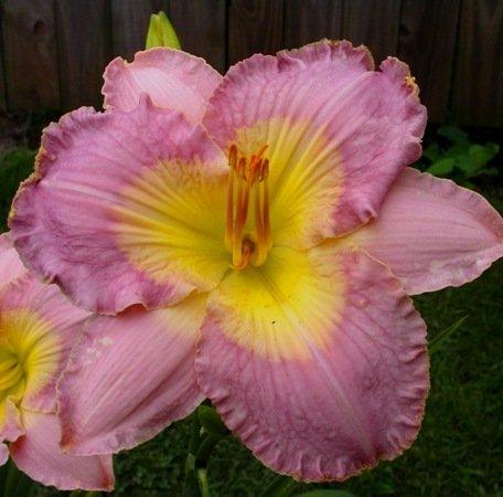 Photo of Daylily (Hemerocallis 'Westbourne Ollen Marie Kirby') uploaded by vic