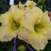 Photo Courtesy of Yost Family Daylily Garden Used with Permission