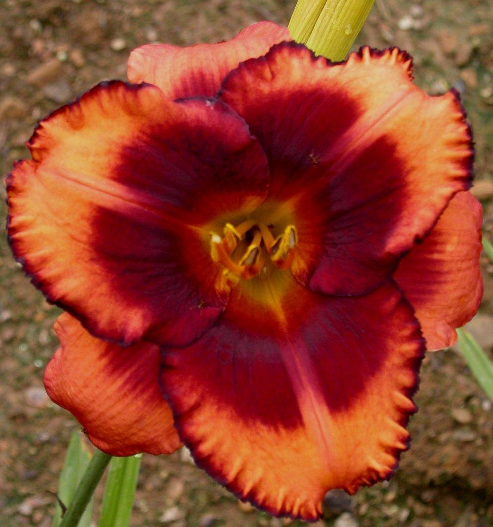 Photo of Daylily (Hemerocallis 'Westbourne Trick or Treat') uploaded by vic