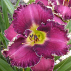 
Photo Courtesy of Westbourne Daylilies Used with Permission