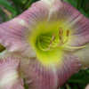 Photo Courtesy of Yost Family Daylily Garden Used with Permission