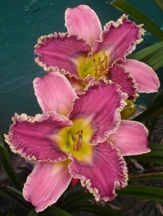 Photo of Daylily (Hemerocallis 'Westbourne a Dentist's Delight') uploaded by vic