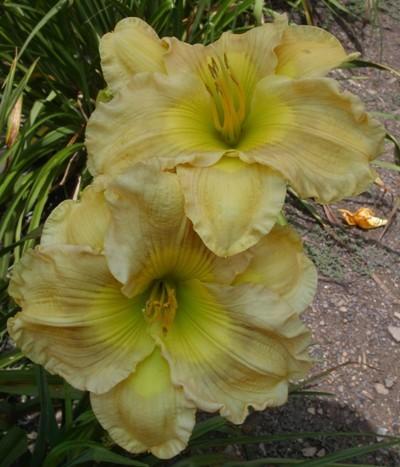 Photo of Daylily (Hemerocallis 'Westbourne Love at First Sight') uploaded by vic