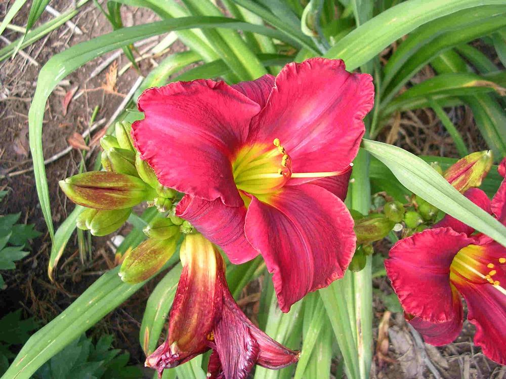 Photo of Daylily (Hemerocallis 'Emperor's Royal Red') uploaded by Calif_Sue