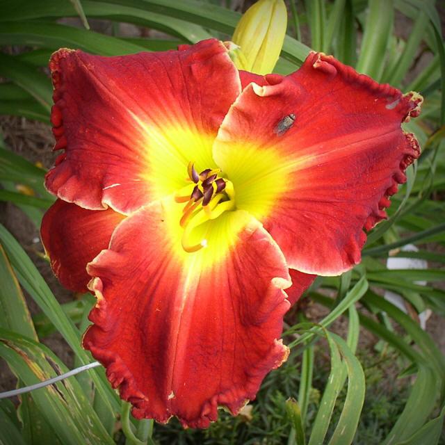 Photo of Daylily (Hemerocallis 'Glory in Red') uploaded by Calif_Sue