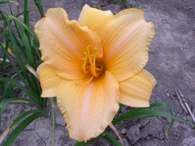 Photo of Daylily (Hemerocallis 'Evening Gown') uploaded by Calif_Sue