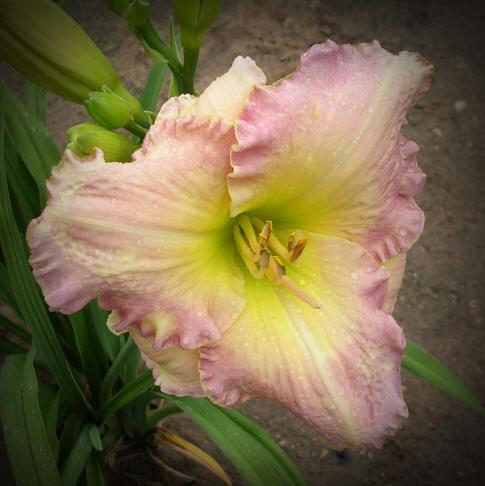 Photo of Daylily (Hemerocallis 'Clean Water Act') uploaded by Calif_Sue