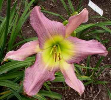 Photo of Daylily (Hemerocallis 'Odds and Ends') uploaded by Calif_Sue