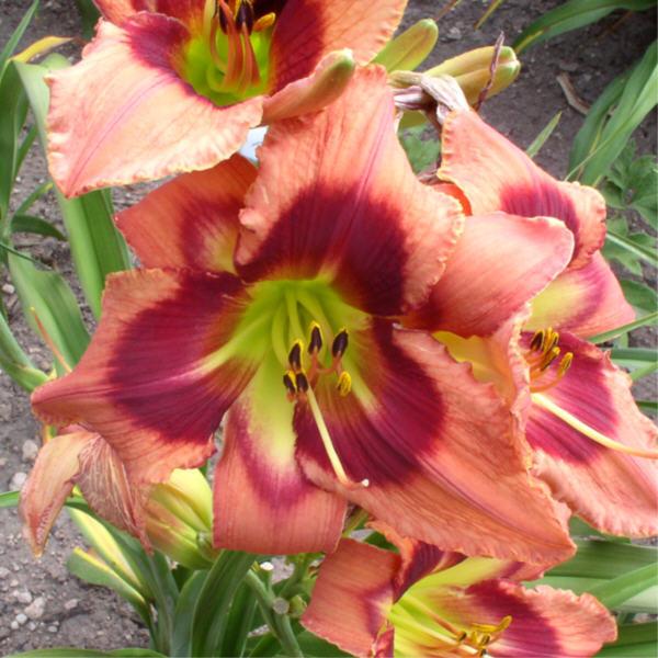 Photo of Daylily (Hemerocallis 'Carnival in Mexico') uploaded by Calif_Sue