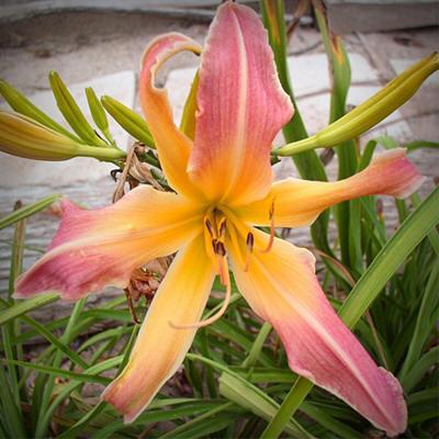 Photo of Daylily (Hemerocallis 'Rings and Things') uploaded by Calif_Sue