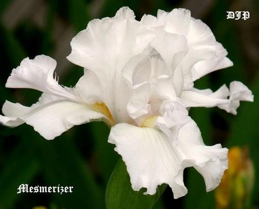 Photo of Tall Bearded Iris (Iris 'Mesmerizer') uploaded by Ladylovingdove