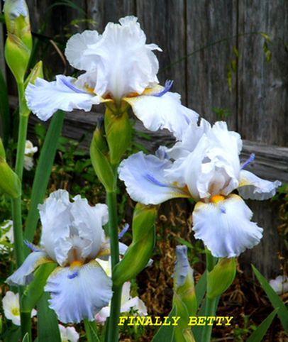 Photo of Tall Bearded Iris (Iris 'Finally Betty') uploaded by Ladylovingdove