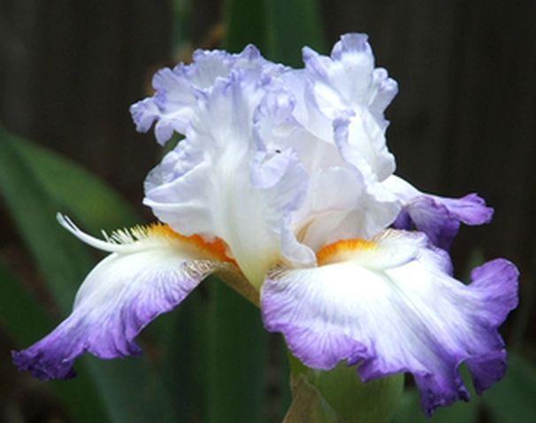Photo of Tall Bearded Iris (Iris 'Conjuration') uploaded by Ladylovingdove