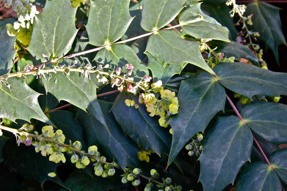 Photo of Japanese Mahonia (Mahonia japonica) uploaded by NEILMUIR1