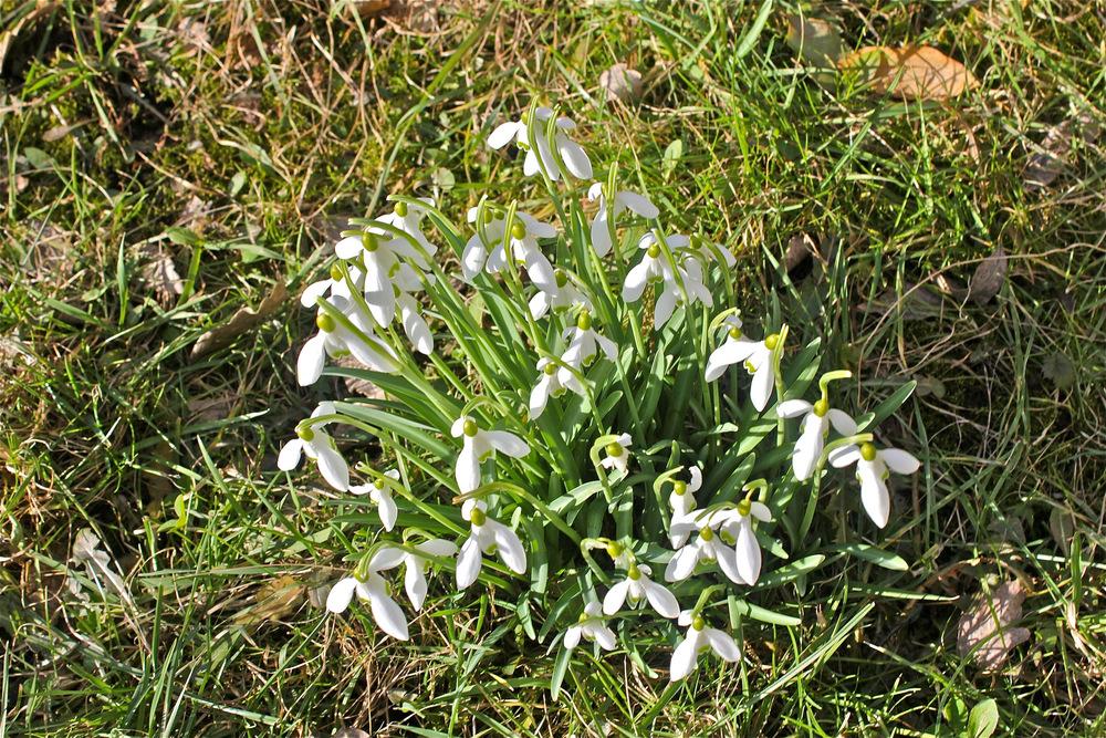 Photo of Snowdrop (Galanthus nivalis) uploaded by NEILMUIR1