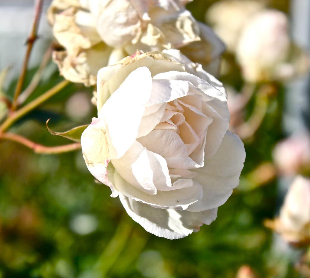 Photo of Rose (Rosa 'Iceberg') uploaded by NEILMUIR1