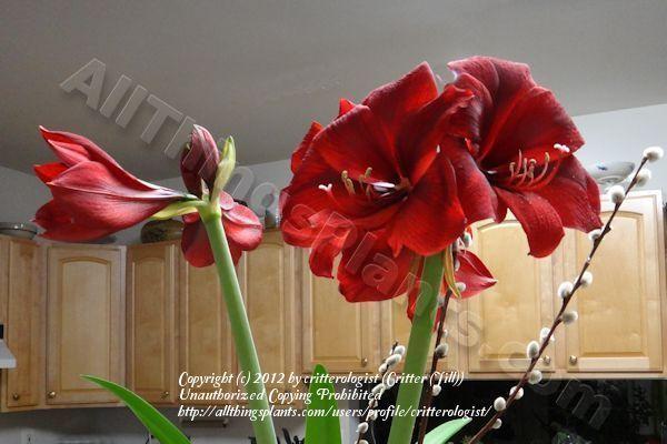 Photo of Amaryllis (Hippeastrum 'Benfica') uploaded by critterologist