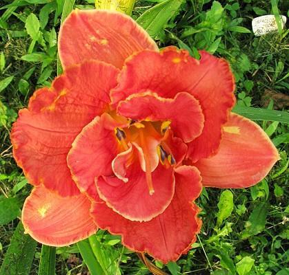 Photo of Daylily (Hemerocallis 'Doubly Delicious Dandy') uploaded by vic