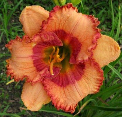 Photo of Daylily (Hemerocallis 'A Bauble for Bilbo') uploaded by vic
