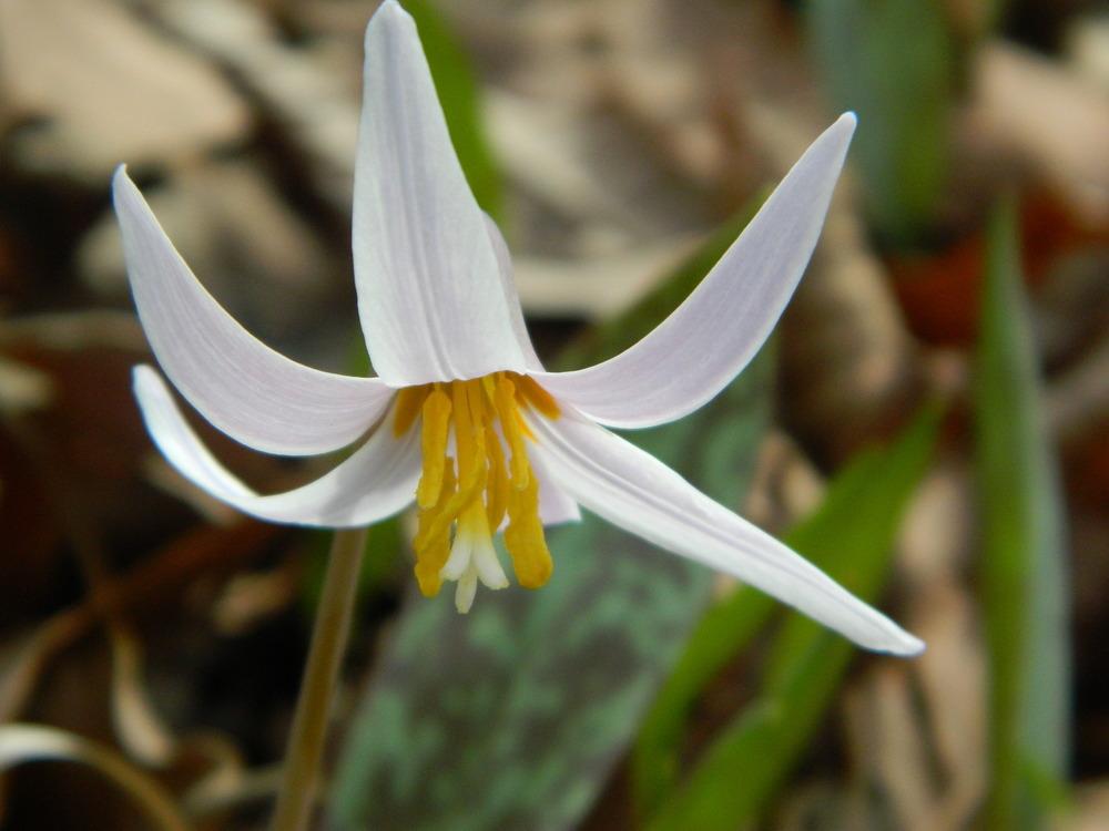 Photo of White Trout-Lily (Erythronium albidum) uploaded by wildflowers